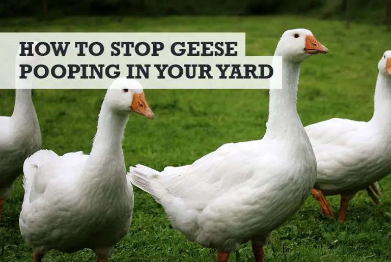 How to Stop Geese from Pooping in Yard 8 Simple Methods Busy Backyard