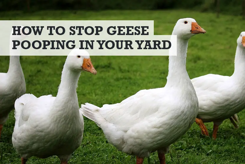How to Stop Geese from Pooping in Yard