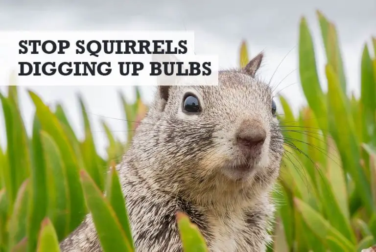 How to Stop Squirrels Digging Up Bulbs in Pots - for Good!