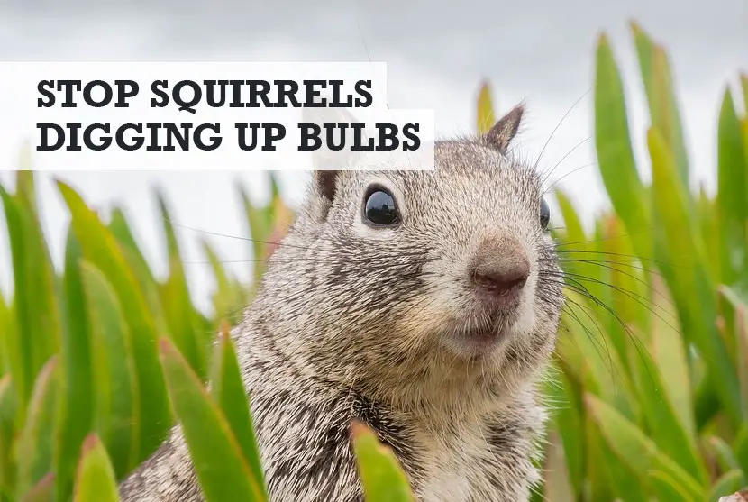 How to stop squirrels digging up bulbs in pots