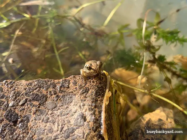 toad in garden good or bad