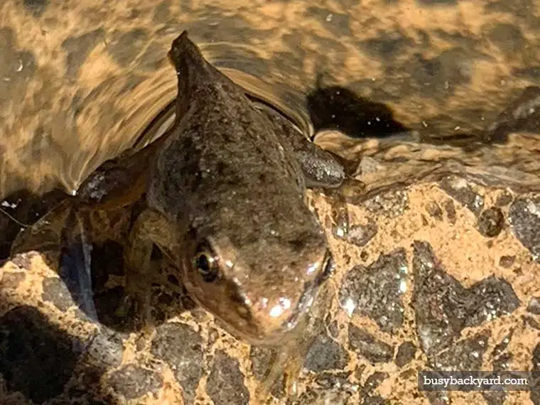 how do frogs find garden ponds