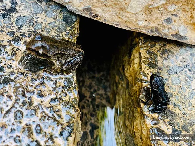 what attracts frogs to your yard