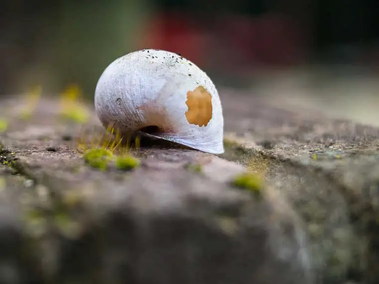 empty snail shell