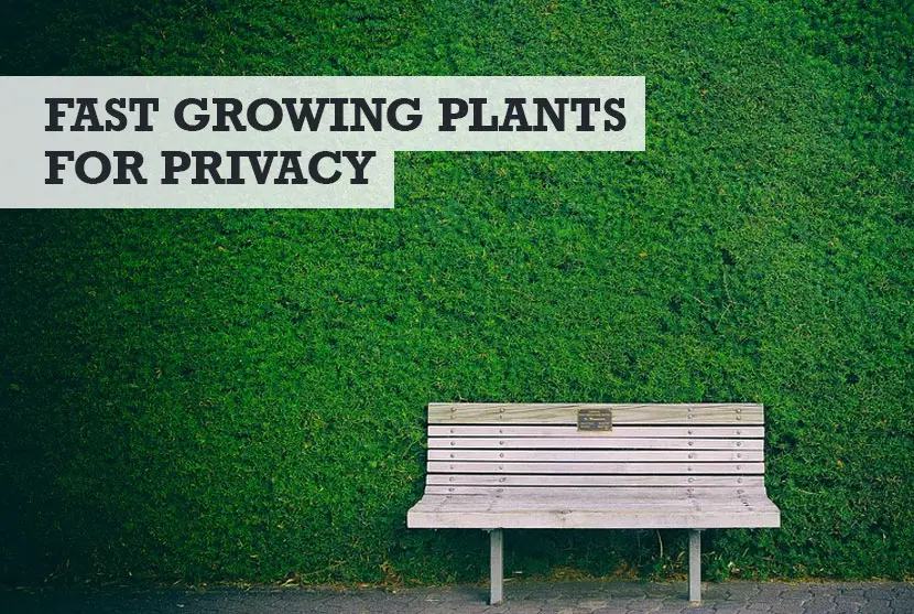 best quick growing plants for privacy
