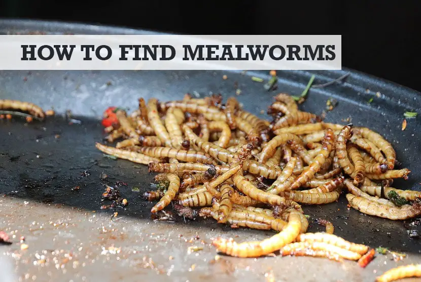 Where to find mealworms in your backyard