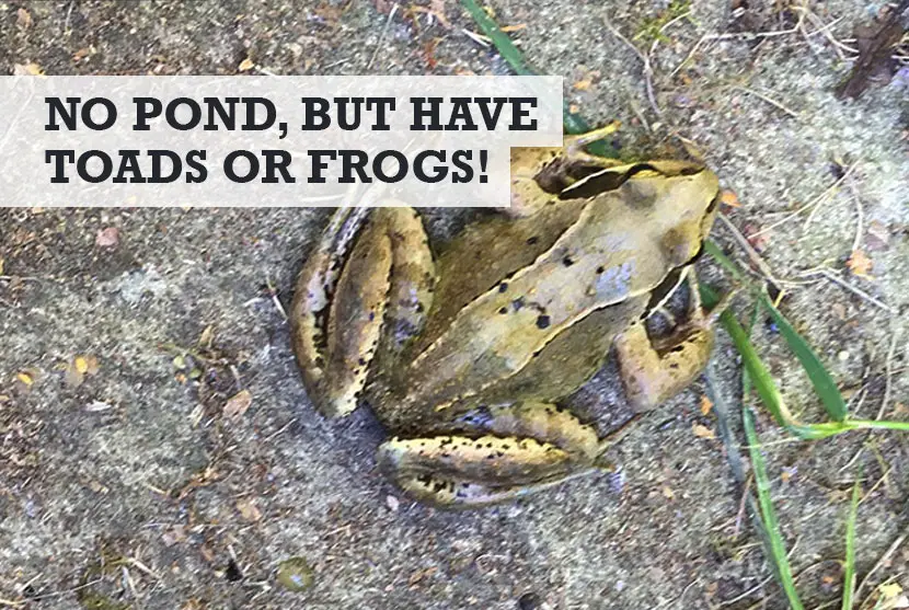 toad in garden no pond