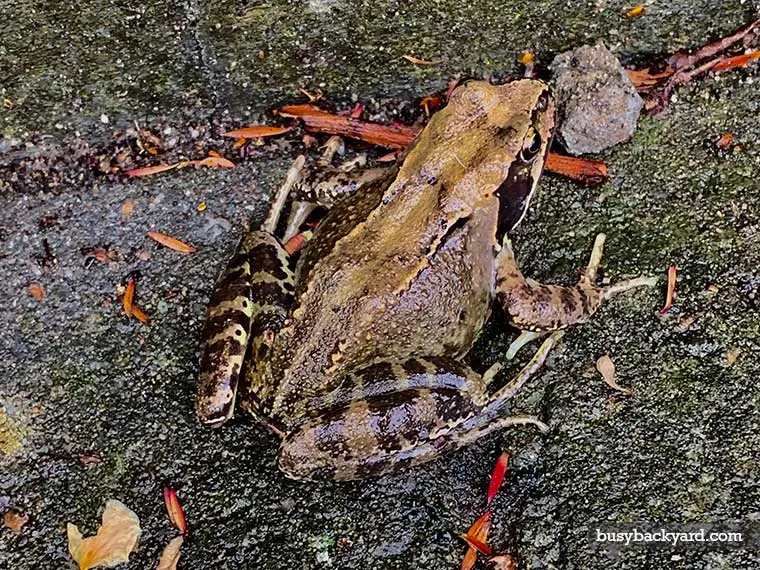 can frogs find their way back to a pond