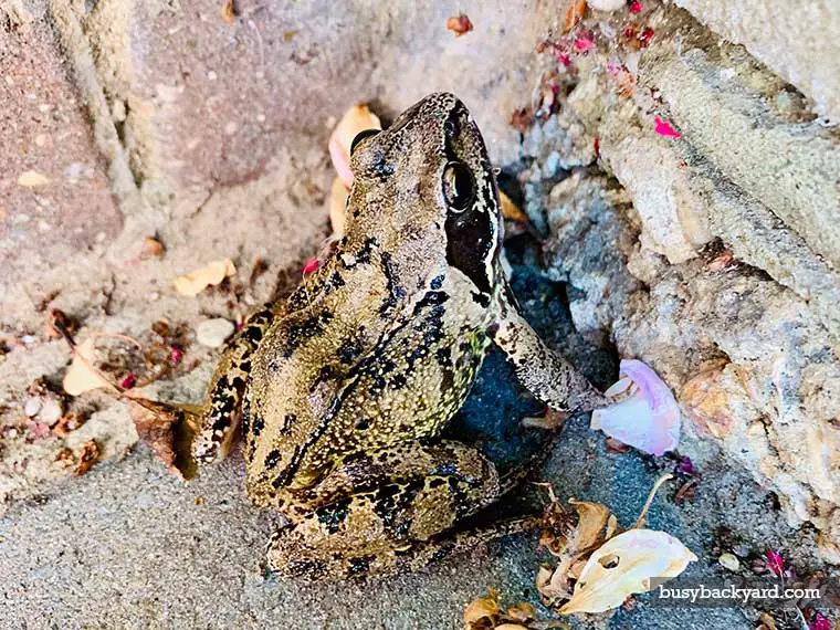 toad on step