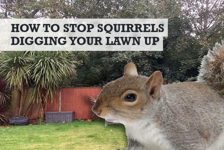 How to Stop Squirrels Digging Holes in My Lawn & Grass