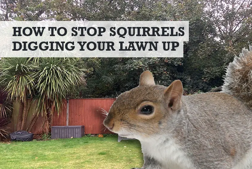 How to stop squirrels digging in garden