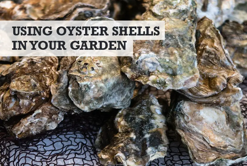 Oyster Shells in Your Garden