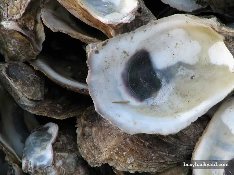 oyster shells as fertilizer	