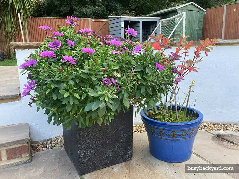 disguise a drain cover using plants