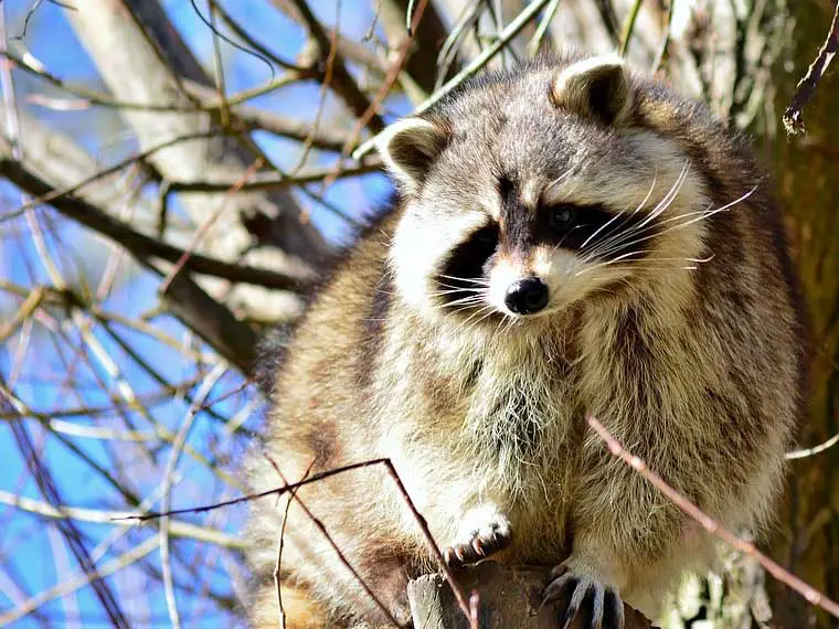 How to Stop Raccoons from Pooping in My Yard (Success!)