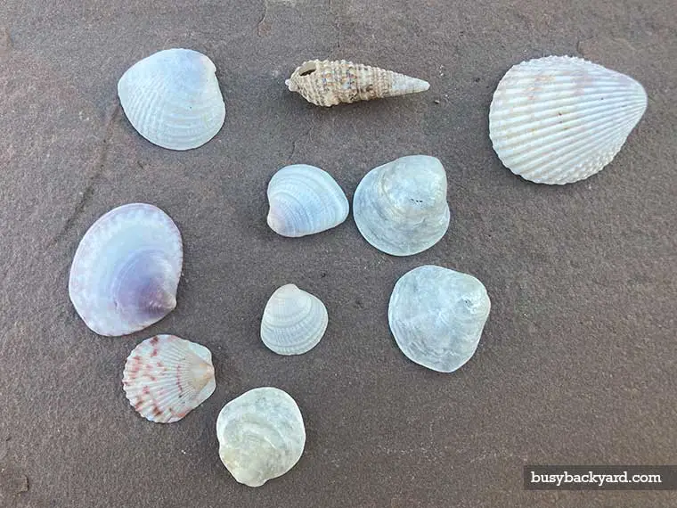 seashells in garden