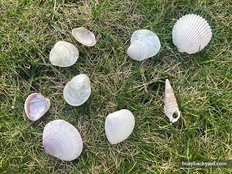 seashells in a yard