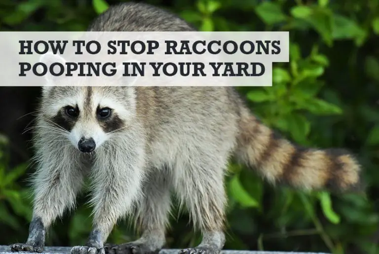 How to Stop Raccoons from Pooping in My Yard (Success!)