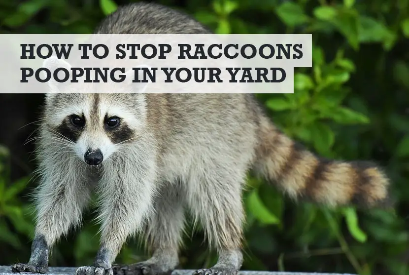 prevent racoon poop in backyard