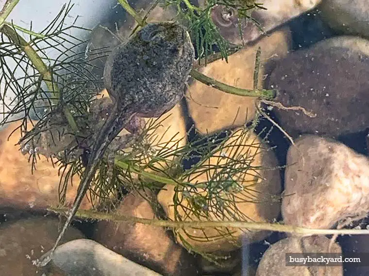 tadpoles