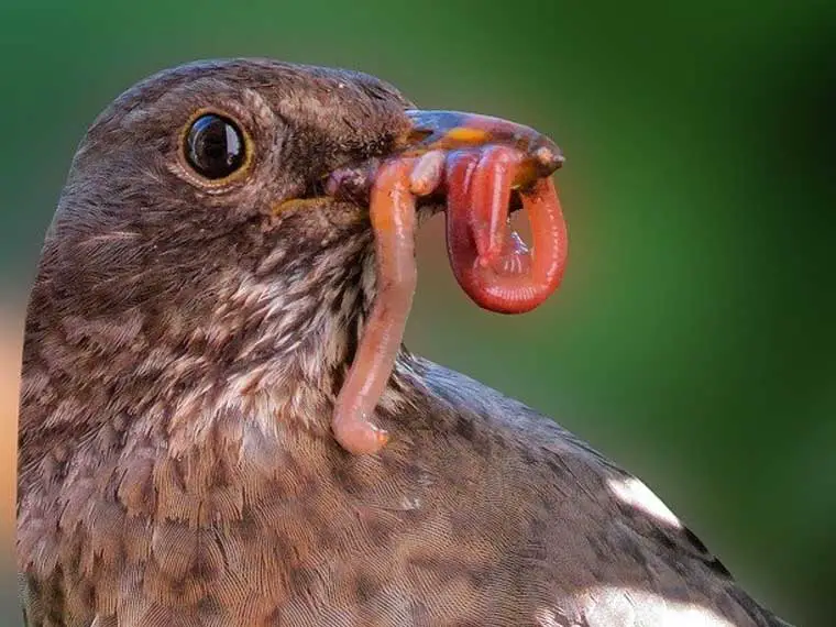 finding worms in backyard