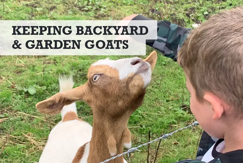 Can you keep a goat in your backyard