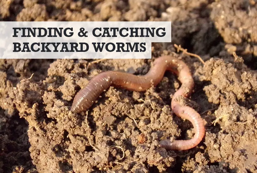 How to find worms in your backyard