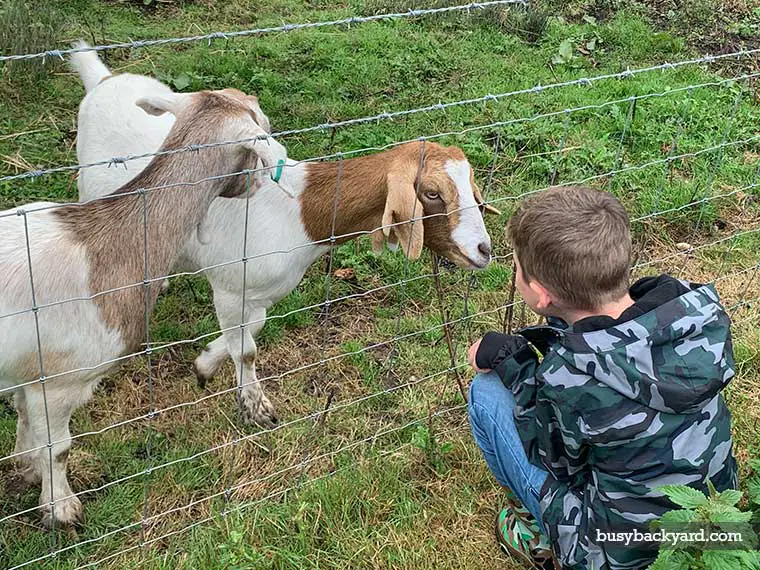 Can you keep a goat in your garden