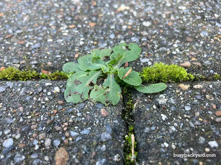 How to seal pavers to prevent weeds