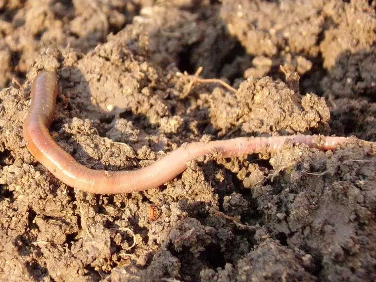 Where do you find worms in your backyard