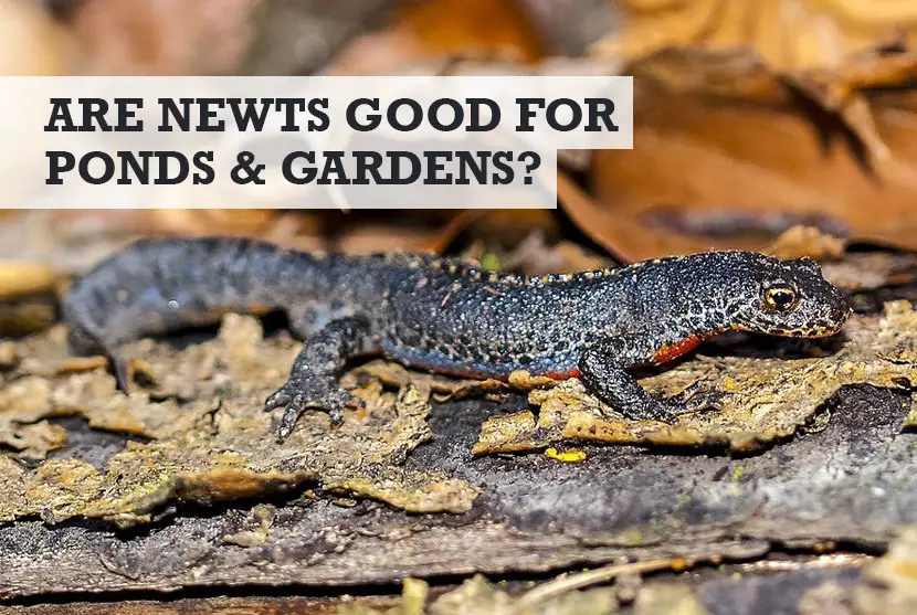 Are Newts Good for Ponds