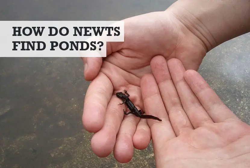How Do Newts Find Ponds
