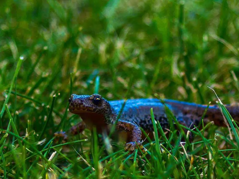 How do newts end up in my pond