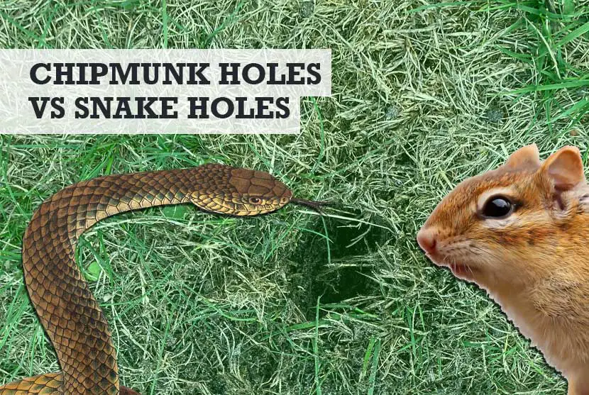 Chipmunk Holes vs Snake Holes