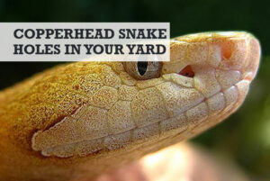 Copperhead Snake Holes In Yard: How To Identify   Get Rid