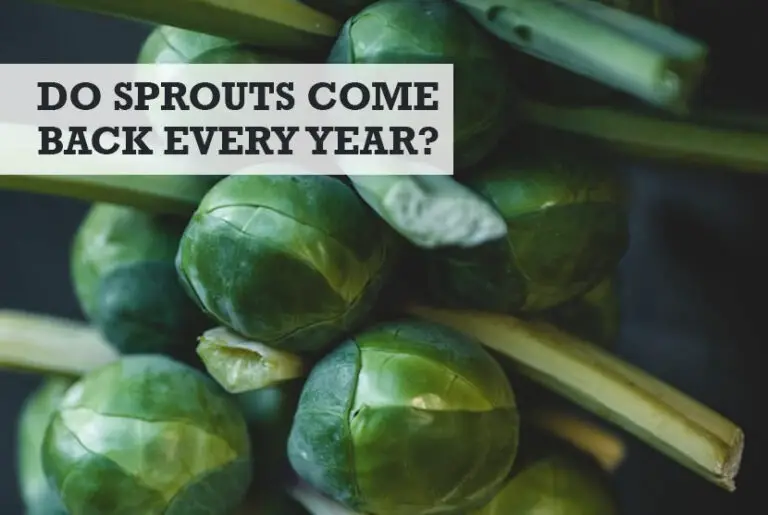 Do Brussel Sprouts Come Back Every Year? (How Harvest Works)