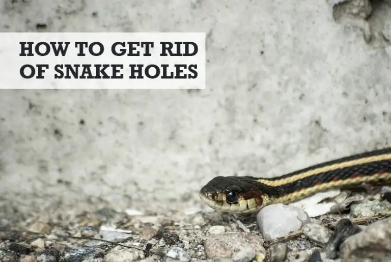 How to Get Rid of Snake Holes in Your Yard (10 Tips)