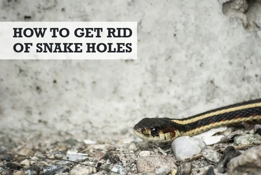 How to get rid of snake holes