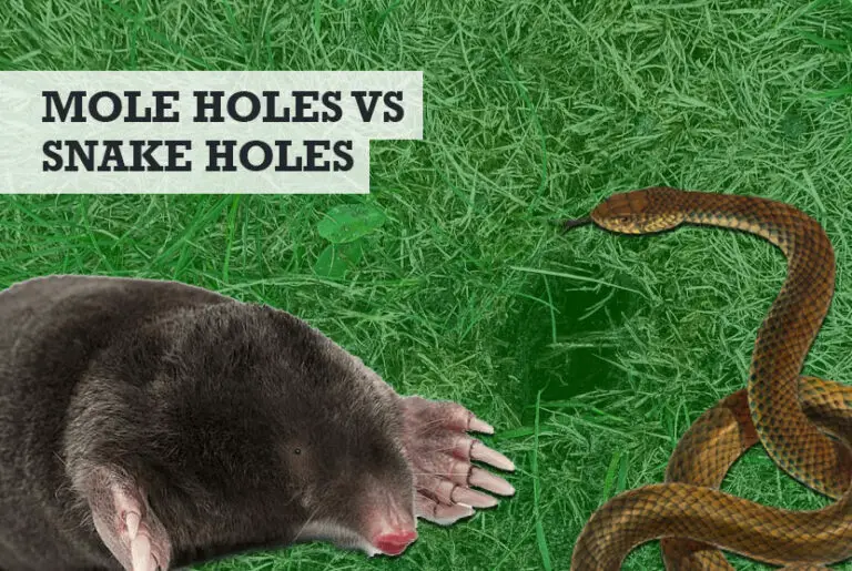 Mole Holes Vs Snake Holes What They Look Like