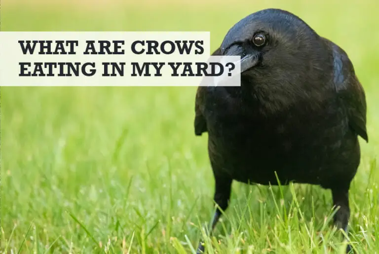 What Are Crows Eating in My Yard (Grass Lawn / Garden)?