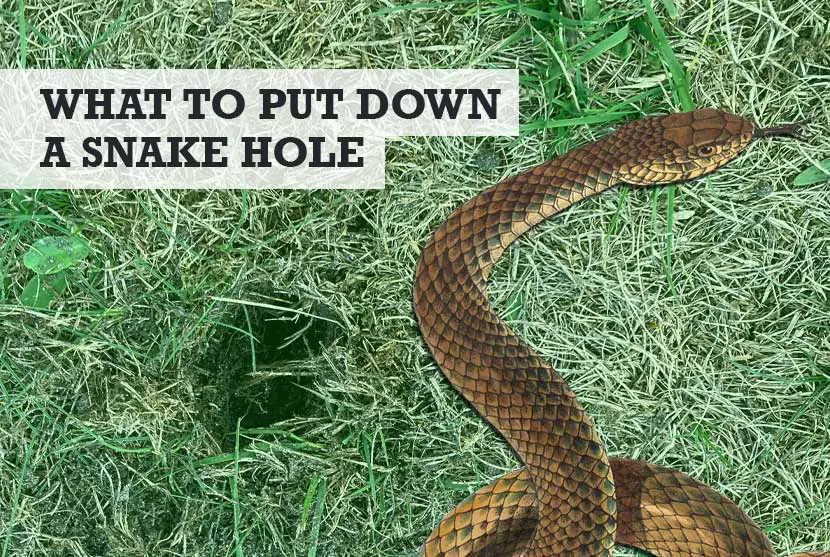 What Can You Put or Pour Down a Snake Hole
