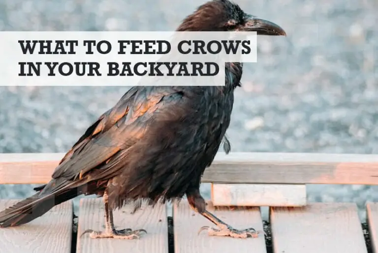What to Feed Crows in Your Yard (Attract Them) Best Foods