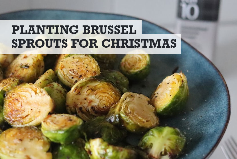 When to plant Brussel sprouts for Christmas