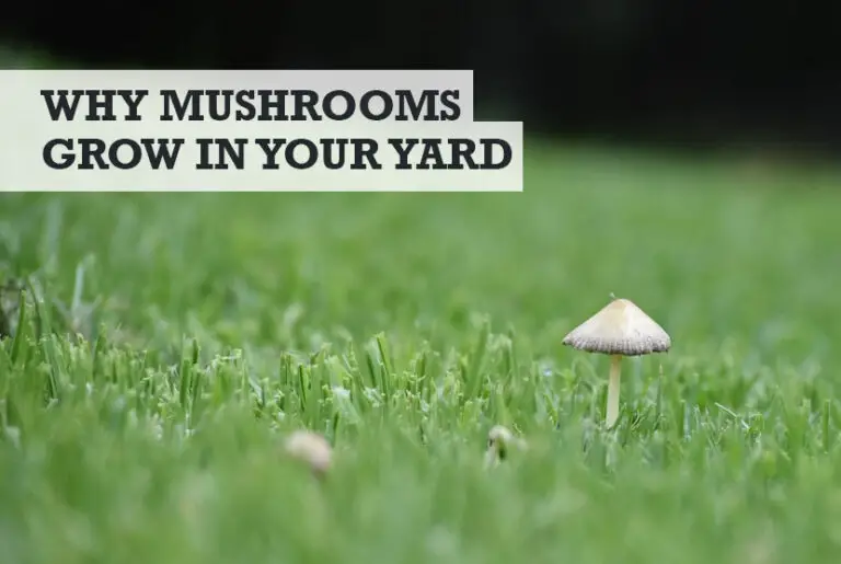 Why Are Mushrooms Growing in My Yard? (Answered)