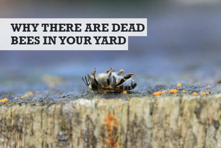Why Are There Dead Bees in My Backyard / Garden? (Answer)