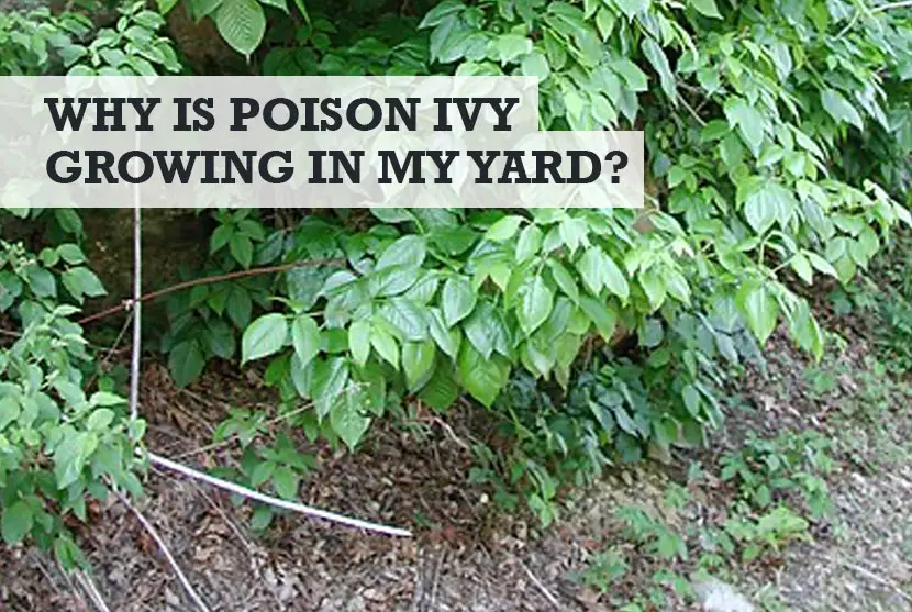 Why is Poison Ivy Growing in My Yard