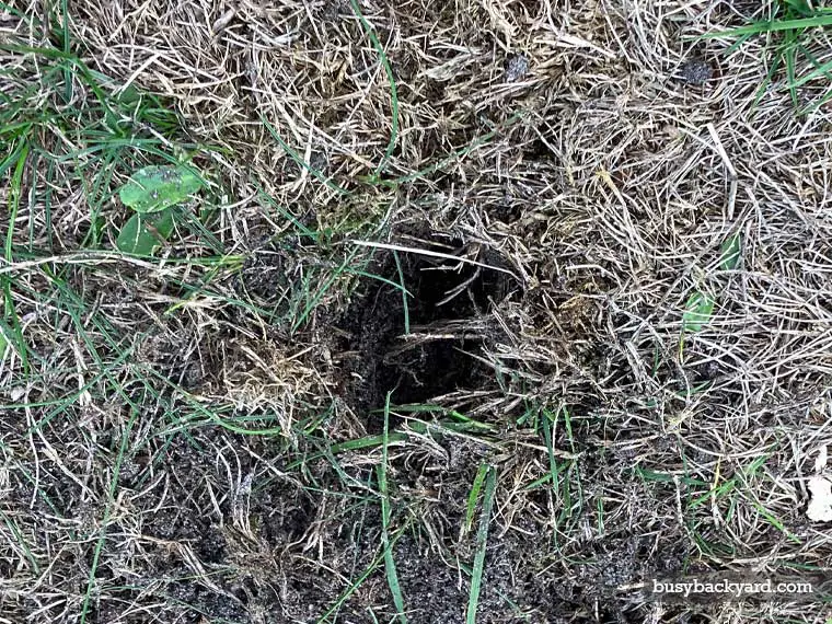 Chipmunk Holes vs Snake Holes (How to Identify Easily)