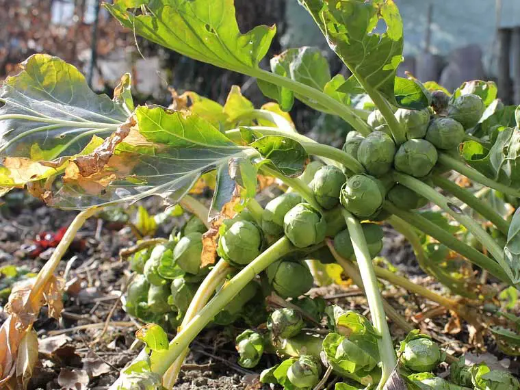 do Brussel sprout plants come back every year