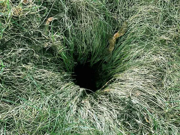 chipmunk hole