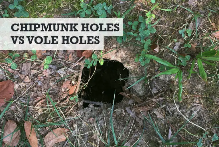 Chipmunk Holes vs Vole Holes (What They Look Like)